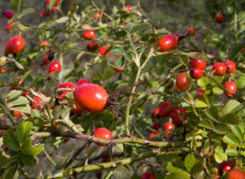 Owoce dzikiej róży są bogatym źródłem witaminy C.