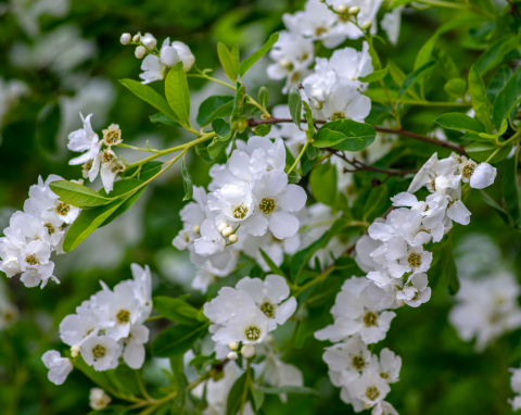 Obiela wielokwiatowa - krzew przypominający wodospad białych kwiatów. Łatwo o niego zadbasz
