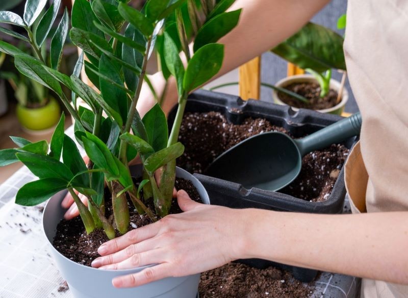 Zamiokulkas nie wymaga częstego przesadzania.