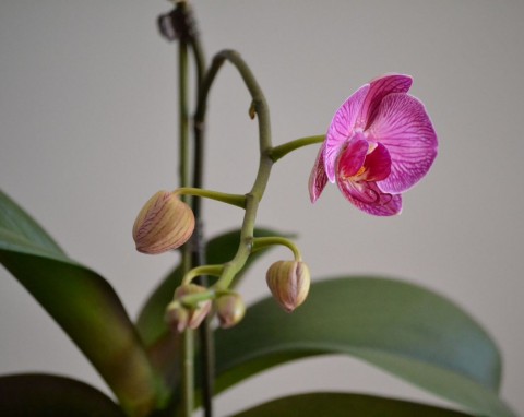 Pielęgnacja storczyka, która stymuluje kwitnienie. Na pędach pojawiają się pąki, liście przestaną żółknąć