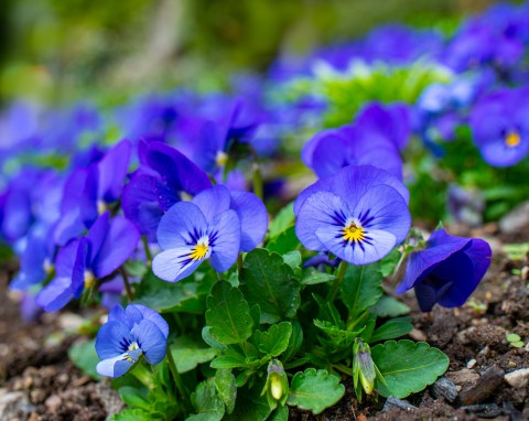 Rośliny, które lubią zimę. Kolorowymi kwiatami rozświetlają szary ogród