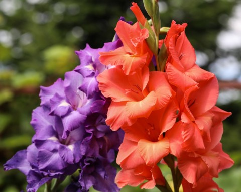 Mieczyk ogrodowy (Gladiolus hybridus)