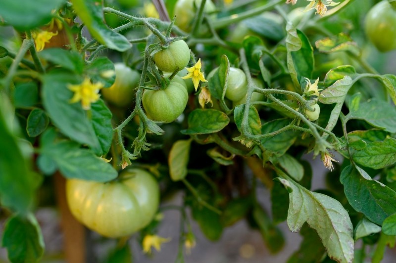 nawożenie pomidorów podczas kwitnięcia