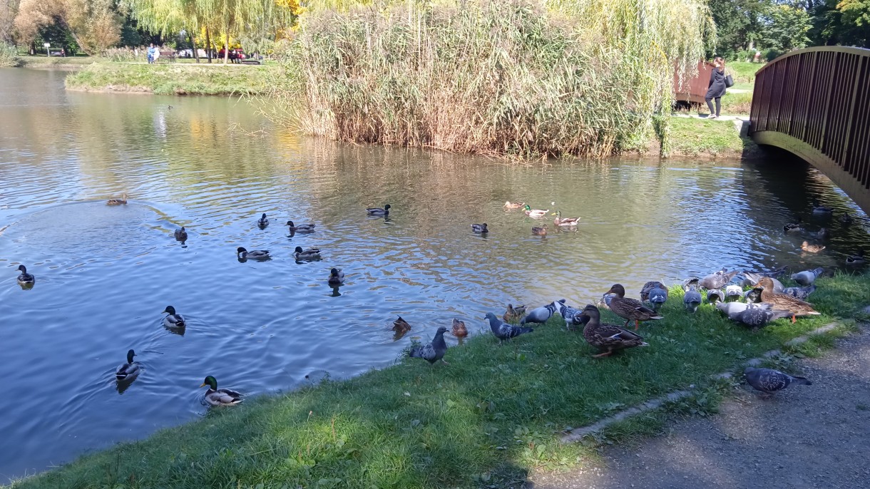 Rośliny, JESIENNE  LIŚCIE