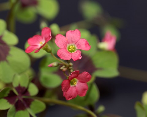 Szczawik czterolistny (Oxalis tetraphylla)