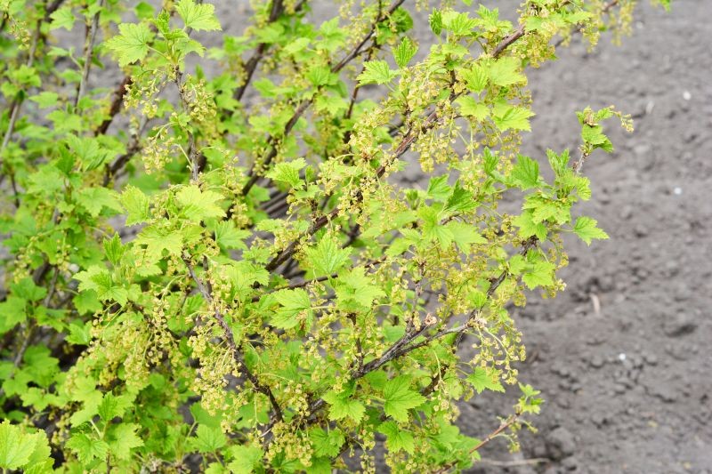 Obierki ziemniaczane warto zakopać nie tylko pod porzeczką, ale też agrestem czy malinami.