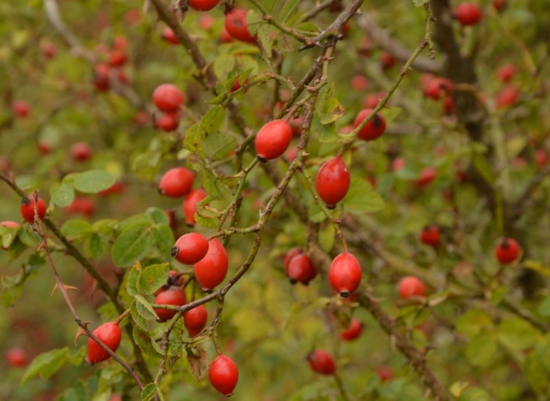 dzika róża właściwości 