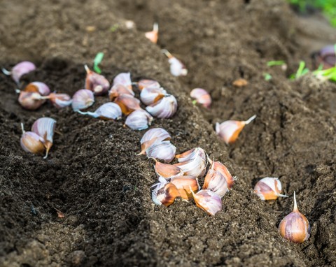 Jak przygotować ziemię pod uprawę czosnku ozimego? Będziesz mieć tylko duże główki