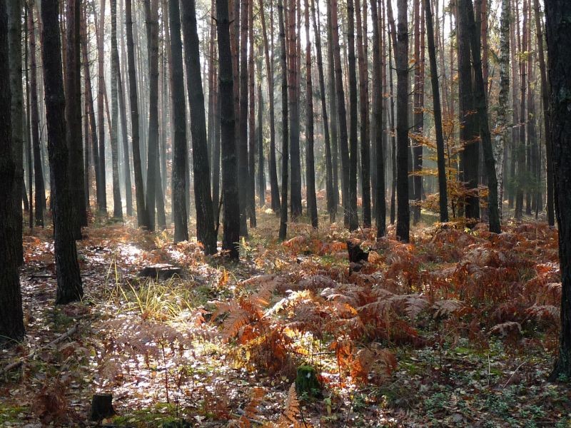 Pozostałe, W środku jesiennego lasu