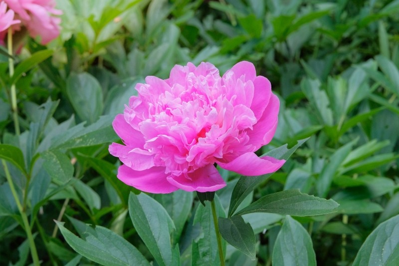 czy piwonie są odporne na zimno