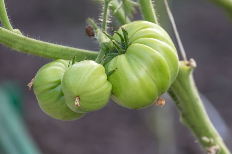 Pomidory są podatne na choroby, zwłaszcza te, które wywoływane są przez grzyby.