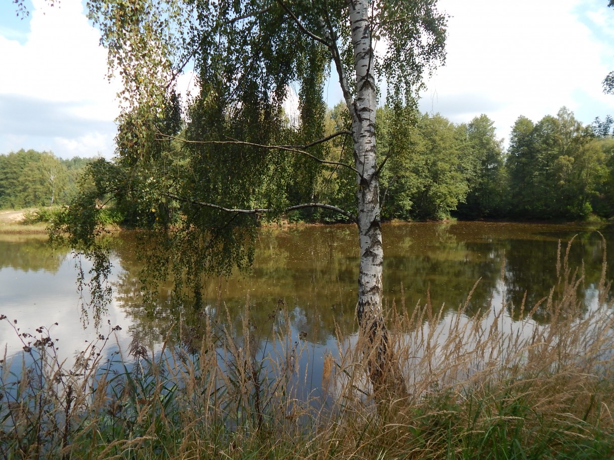 Leśne klimaty, ZWYKŁE I NIEZWYKŁE