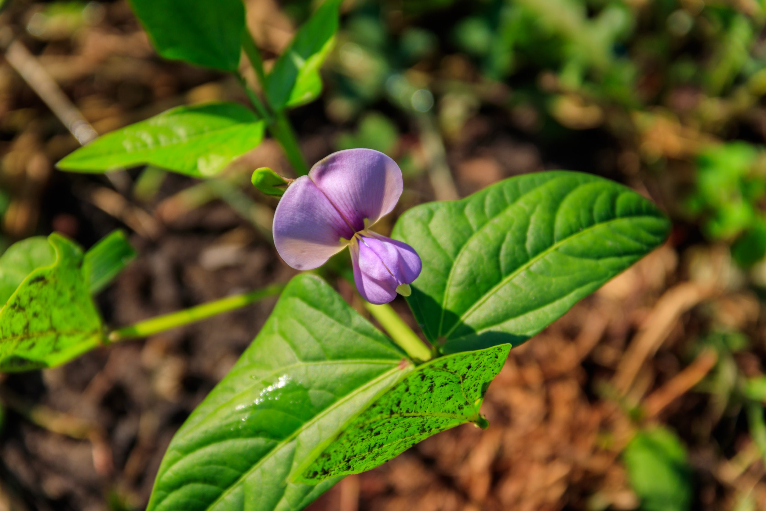 Kwiat fasolowca chińskiego