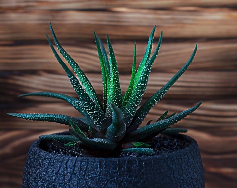 Haworsja (Haworthia)