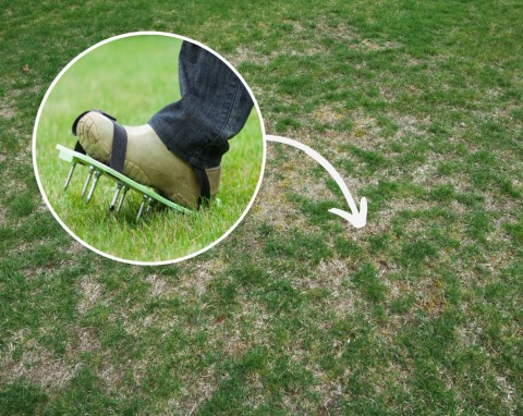 Choroby grzybowe na trawniku latem. Czy można go jeszcze uratować?