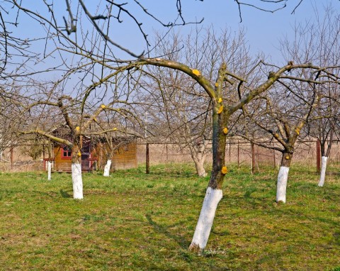 Atakuje jabłonie, grusze i drzewa pestkowe. W styczniu to równie ważne jak wapnowanie pni