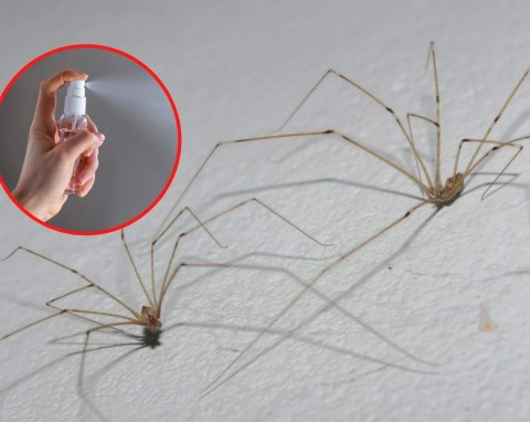 Jak pozbyć się pająków w domu? Nie tylko kasztany je odstraszają