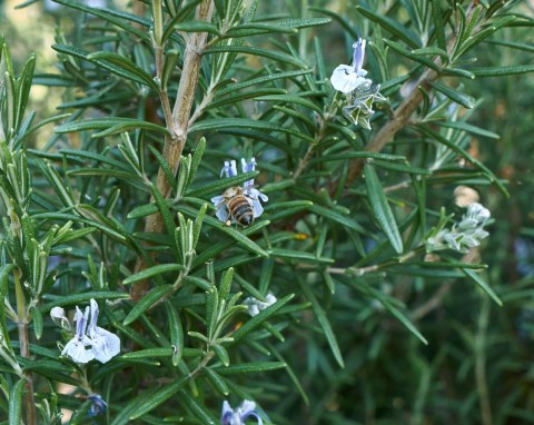 Rozmaryn lekarski (Rosmarinus officinalis)