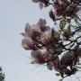 Pozostałe, W maju jak w gaju................czyli wiosenne wariacje w parku - ...........i magnolia...........