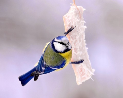 Dlaczego ptaków nie wolno dokarmiać chlebem? Oto 8 najlepszych pokarmów dla ptaków