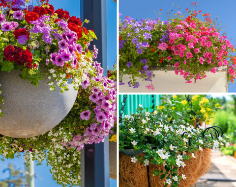 Rozpoznasz nazwy kwiatów balkonowych? Wprawny ogrodnik zgarnie komplet punktów
