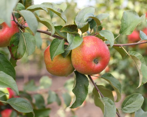 Od stycznia do grudnia. Każdy miesiąc ma swoje drzewo owocowe