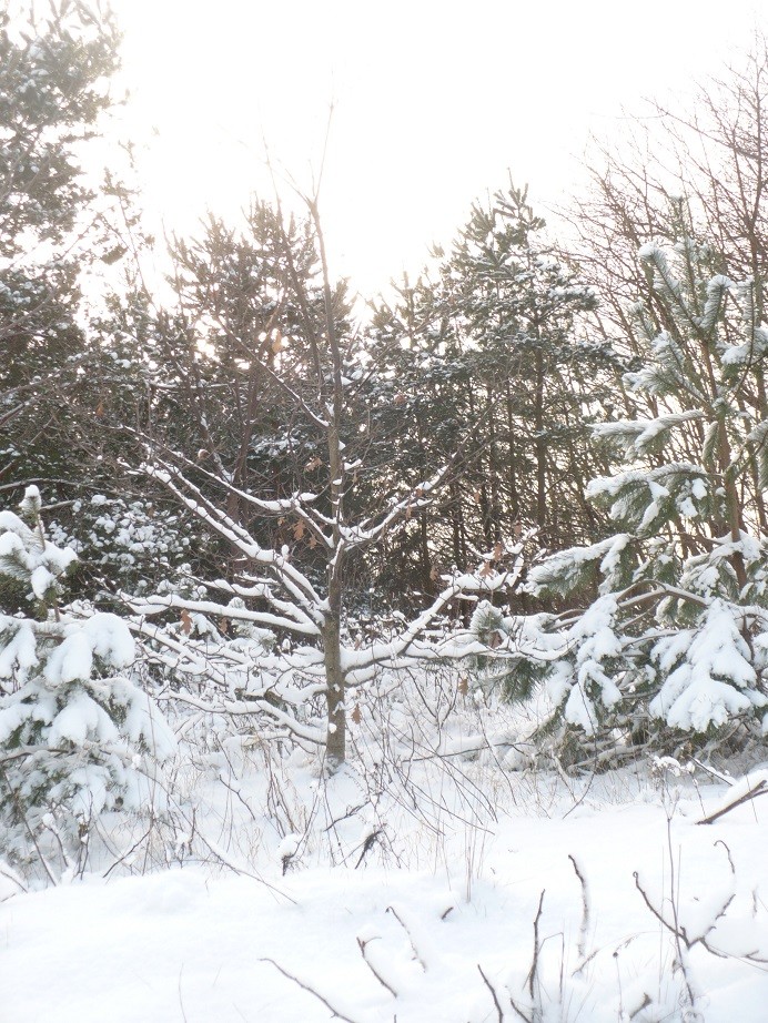 Pozostałe, Biała , zimowa...................... - .............i drzewko w śniegu................