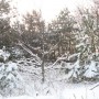 Pozostałe, Biała , zimowa...................... - .............i drzewko w śniegu................