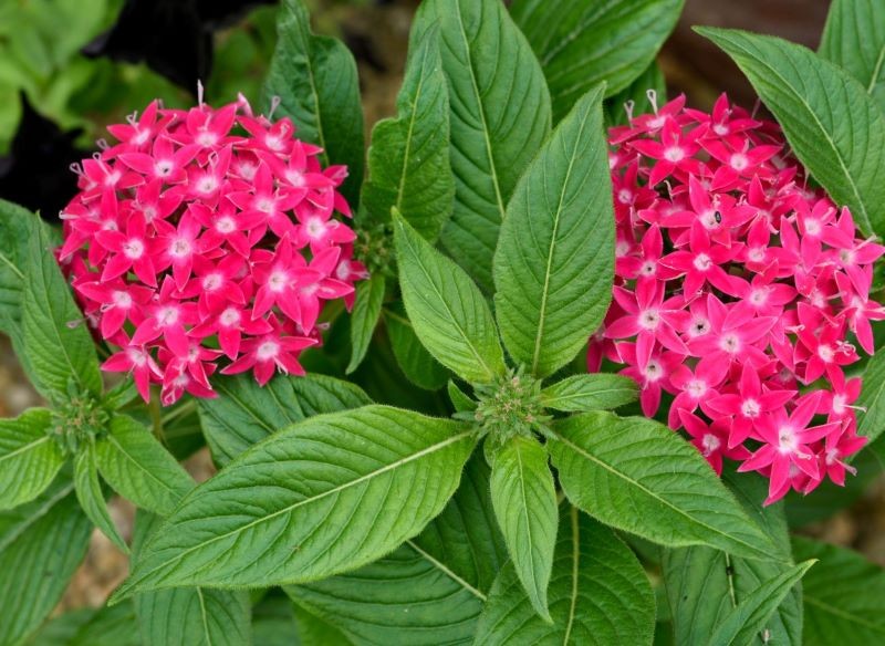 Jeśli chcemy przedłużyć kwitnienie piątaka lancetowatego, usuwajmy z niego suche kwiaty.