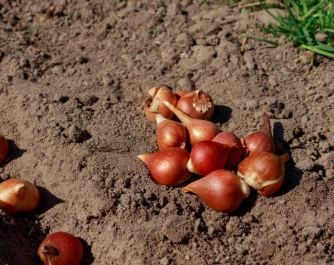 Sadzisz tulipany we wrześniu? Na to koniecznie zwróć uwagę