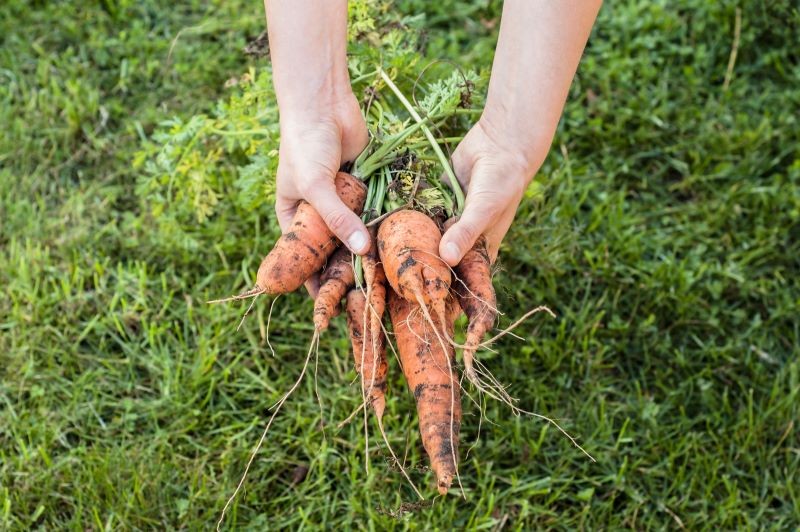 Obok pomidorów warto wysiać marchewkę.