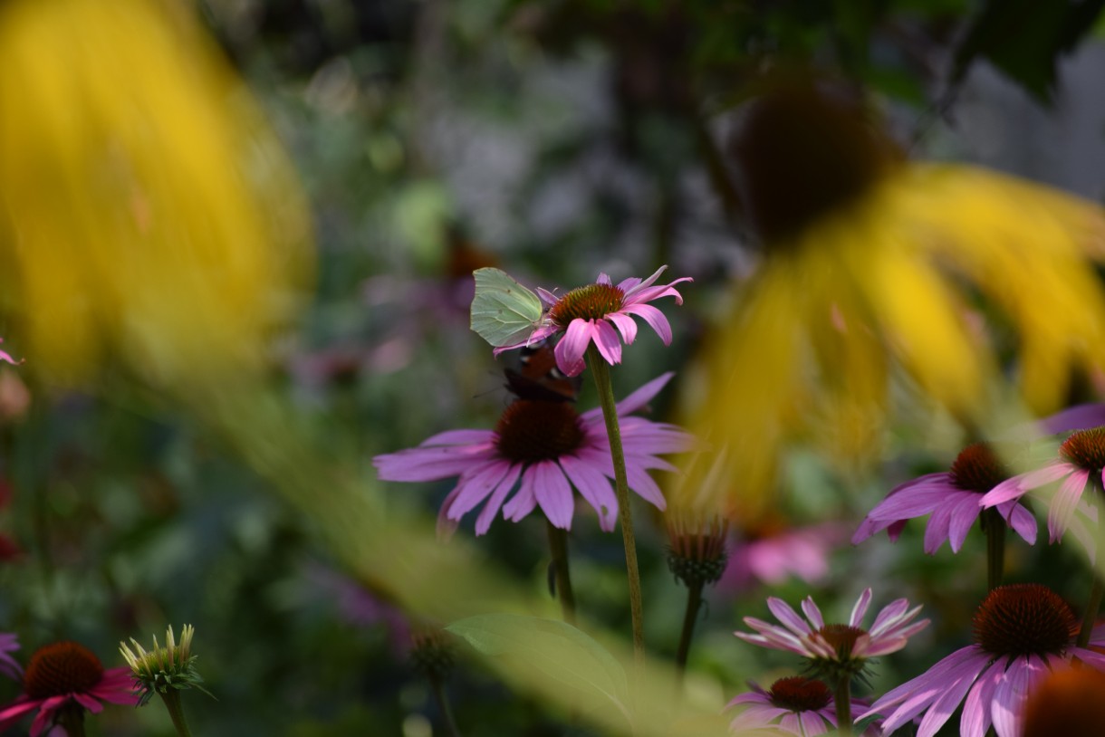 Rośliny, ECHINACEA...