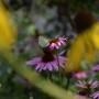 Rośliny, ECHINACEA...