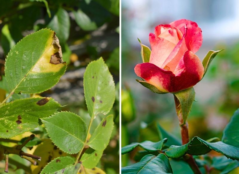 plamistość na róży