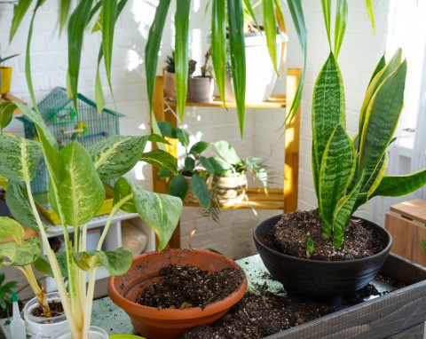 To sekret zdrowych sadzonek i bujnych roślin. Każdy ogrodnik powinien używać go w domu i ogrodzie
