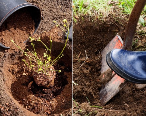 Zakwasi glebę i poprawi jej strukturę. Jak wykorzystać torf w ogrodzie?