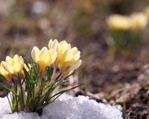 Pięć największych zagrożeń dla roślin w okresie między zimą a wiosną