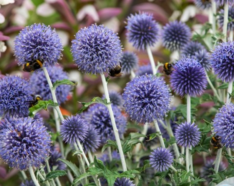 Przegorzan pospolity (Echinops ritro)