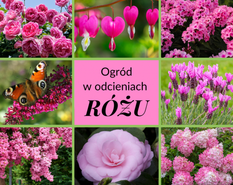 Romantyczny ogród w różowych odcieniach. Oto najpiękniejsze kwiaty, krzewy i drzewa