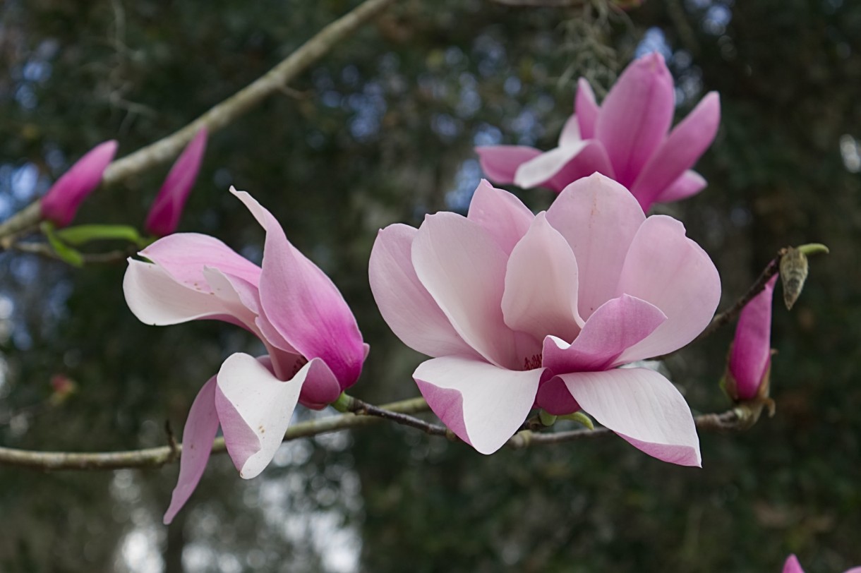 Rośliny, Urocza magnolia - Magnolia