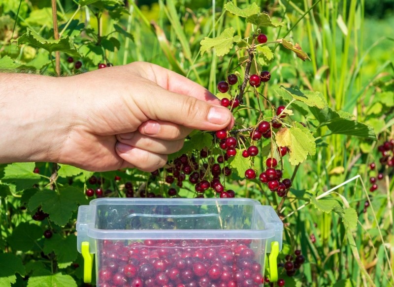 naturalne nawozy do porzeczki 