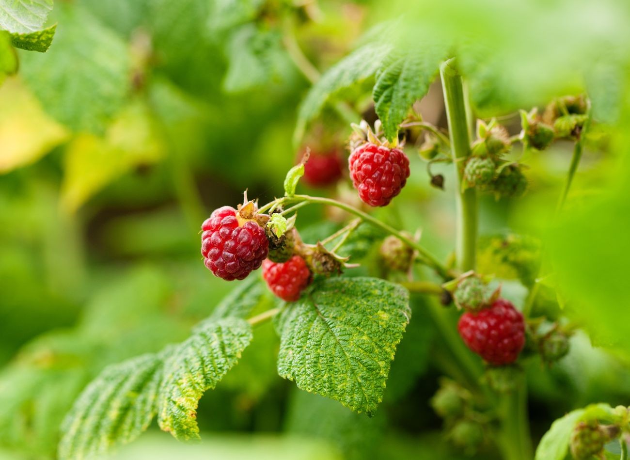 W czerwcu warto zwiększyć udział potasu (K) i fosforu (P) w nawożeniu malin letnich. Fot. Kzenon/CanvaPro