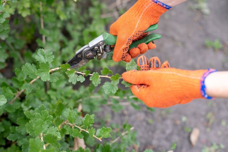 Rozmnażanie agrestu przez sadzonki zielne jest najłatwiejszą z dostępnych metod.