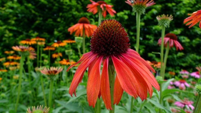 Jeżówka 'Mama Mia' jest propozycją dla miłośników kwiatów w wyrazistych kolorach.