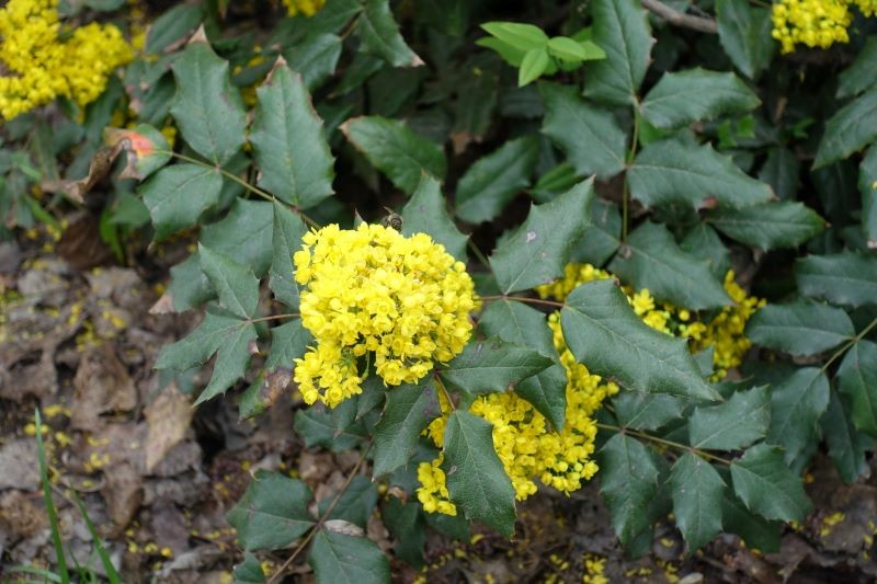 Kwiaty mahonii pospolitej to niejedyny jej atut.