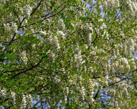 Robinia akacjowa (Robinia pseudoacacia)