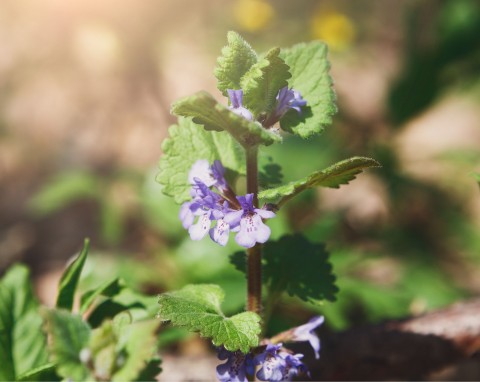 Bluszczyk kurdybanek (Glechoma hederacea)