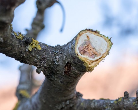 Miejsca po cięciach na drzewie goją się błyskawicznie. Każdy dobry ogrodnik powinien ją mieć