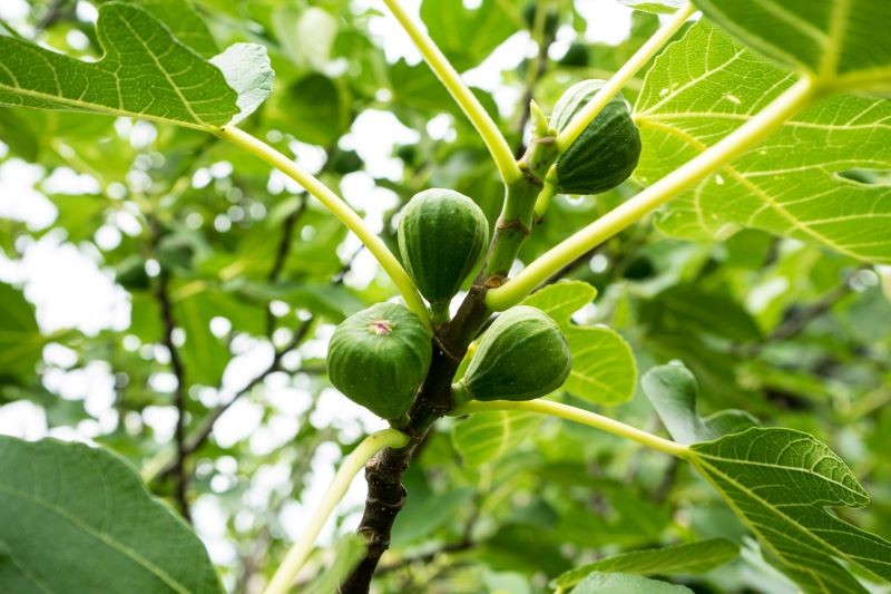 Figę można w naszym klimacie uprawiać zarówno w donicy, jak i w gruncie.