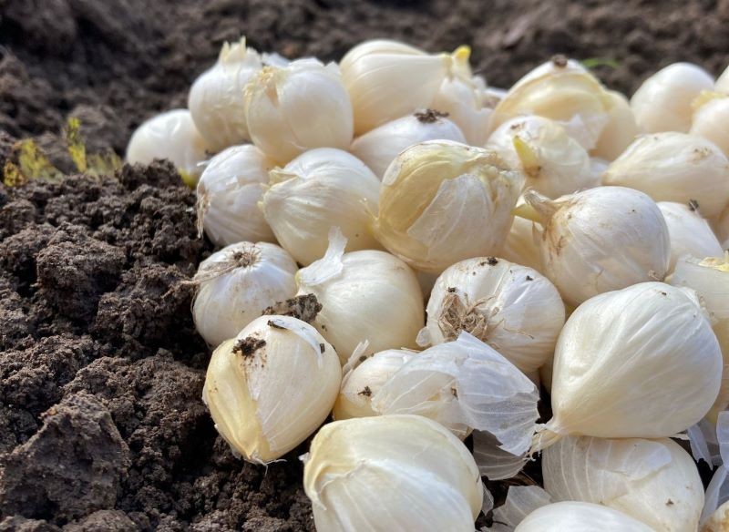 Czosnek ozdobny sadzimy w ogrodzie we wrześniu lub w październiku.